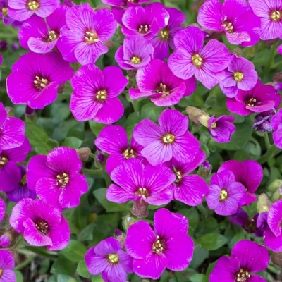 Aubrieta gracilis 'Florado Rose Red' – Pázsitviola