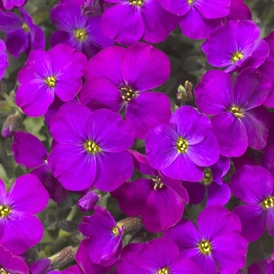 Aubrieta gracilis 'Kitte Red' – Apró pázsitviola