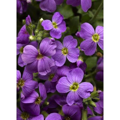 Aubrieta 'Audrey Light Blue' - Pázsitviola