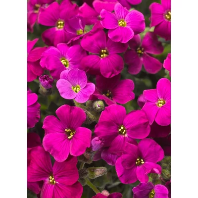 Aubrieta 'Audrey Red' – Pázsitviola