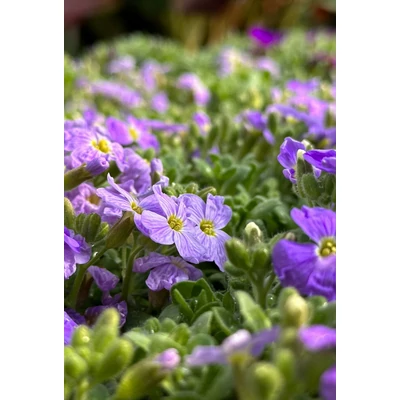 Aubrieta 'Audrey Sky Blue' – Pázsitviola
