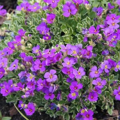 Aubrieta x cultorum 'Tauricola Variegata' – Kerti pázsitviola