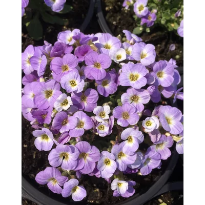 Aubrieta gracilis 'Blue Blush Bicolor' – Apró pázsitviola