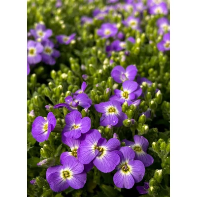 Aubrieta gracilis 'Florado Blue Eye' – Apró pázsitviola