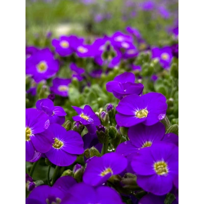 Aubrieta gracilis 'Kitte Blue' - Apró pázsitviola (ibolyakék)