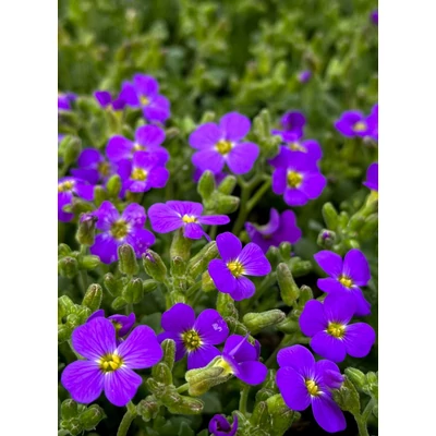 Aubrieta 'Hamburger Stadtpark' - Kerti pázsitviola (ibolyakék)