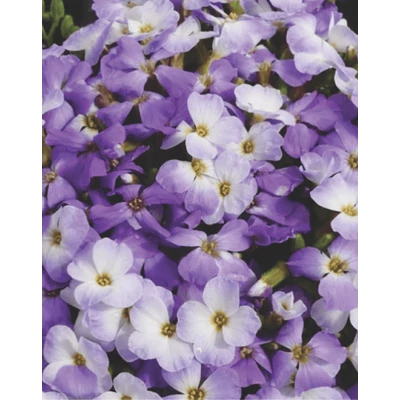 Aubrieta 'Regado Blue White Bicolour' – Pázsitviola