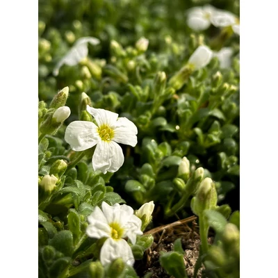Aubrieta 'Regado White' – Kerti pázsitviola