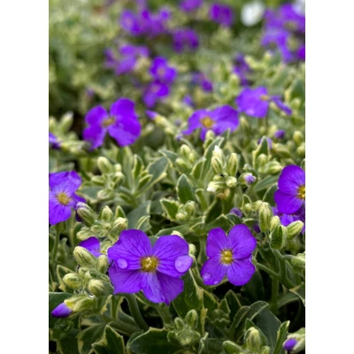 Aubrieta 'Silberrand' – Pázsitviola