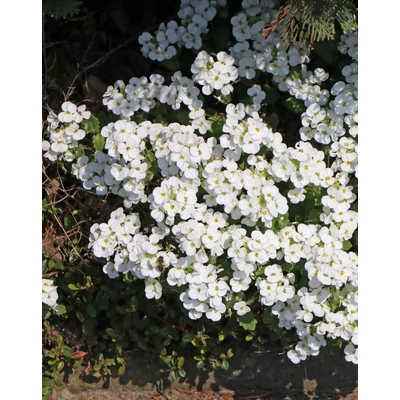 Aubrieta 'Winterberg' - Kerti pázsitviola (fehér, féltelt)