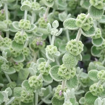 Ballota pseudodictamus – Peszterce