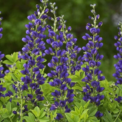Baptisia 'Indigo Sky' – Hibrid borsófürt, álindigó