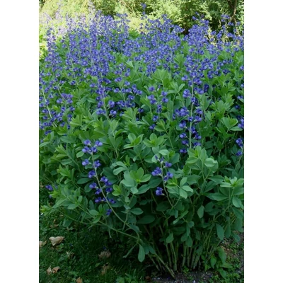 Baptisia australis - Déli borsófürt, álindigó