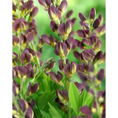 Baptisia australis 'Dutch Chocolate' – Déli borsófürt, álindigó