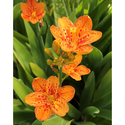 Belamcanda chinensis 'Freckle Face' – Leopárd liliom