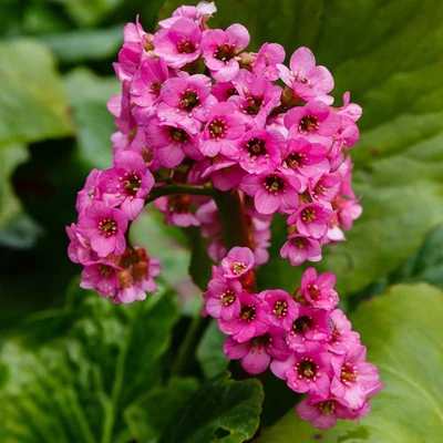 Bergenia cordifolia 'Shoeshine Rose' – Szívlevelű bőrlevél