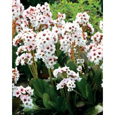 Bergenia 'Angel Kiss' - Fehér féltelt bőrlevél 