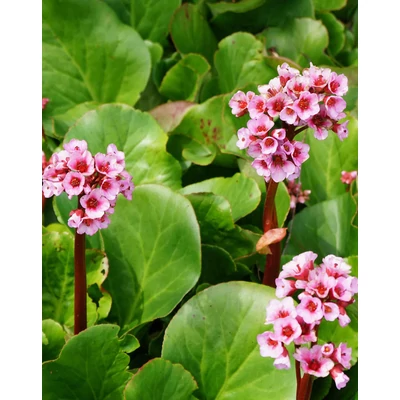 Bergenia cordifolia 'Herbstblute' – Bőrlevél