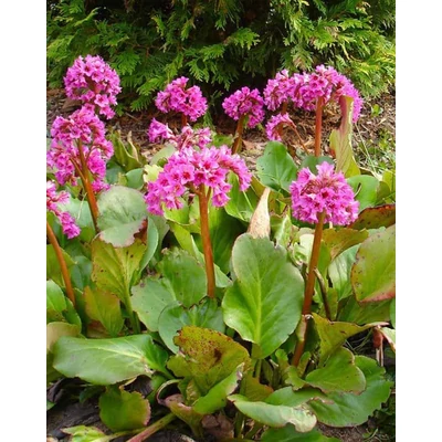 Bergenia cordifolia 'Rose' - Szívlevelű bőrlevél