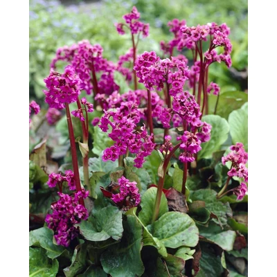 Bergenia cordifolia 'Rotblum' – Szívlevelű bőrlevél