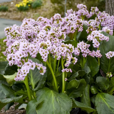 Bergenia 'Fairytale Romance' – Bőrlevél