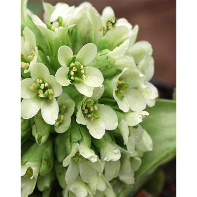Bergenia 'Ice Queen' – Bőrlevél