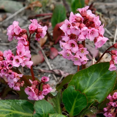 Bergenia 'Rosi Klose' – Bőrlevél
