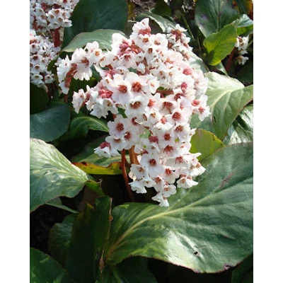 Bergenia 'Silberlicht' (syn.: 'Silverlight') - Bőrlevél