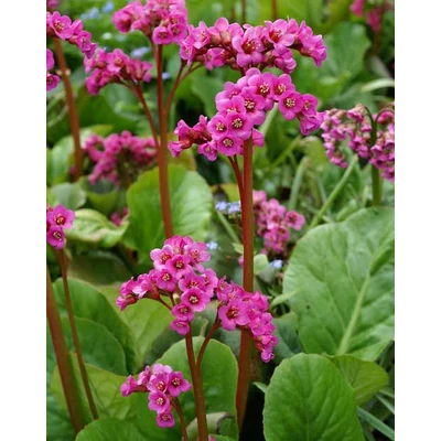 Bergenia  cordifolia 'Winterglut' (syn.: 'Winter Glow', 'Vinterglöd') – Bőrlevél