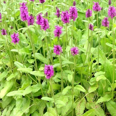 Betonica hirsuta (syn.: Stachys monieri) – Nagyvirágú tisztesfű
