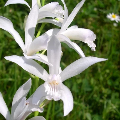 Bletilla striata 'Alba' – Japán orchidea