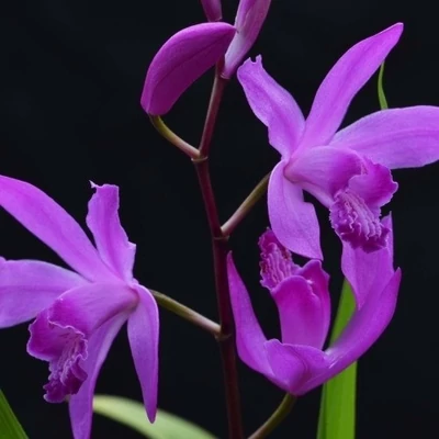 Bletilla striata 'Gabby' – Japán orchidea