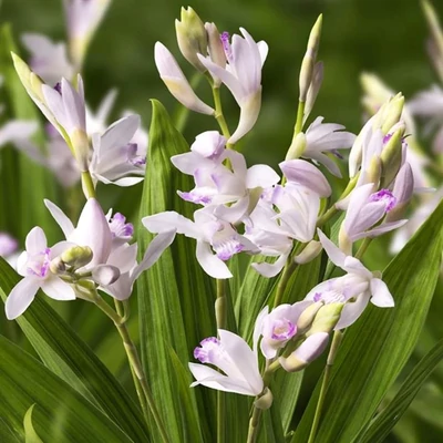 Bletilla striata 'Kuchibeni' – Japán orchidea