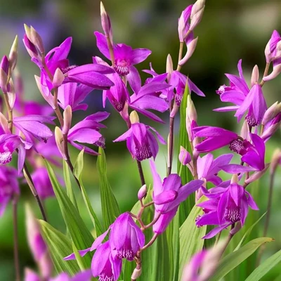 Bletilla striata 'Marcel Klapdrop' – Japán orchidea