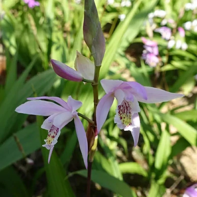 Bletilla striata penway 'Brigantes' – Japán orchidea