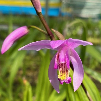 Bletilla striata penway 'Dragon' – Japán orchidea