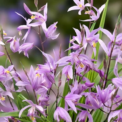 Bletilla striata penway 'Paris' – Japán orchidea