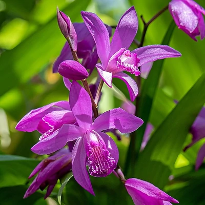 Bletilla striata 'Shi-ran' – Japán orchidea