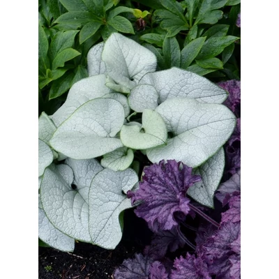 Brunnera macrophylla 'Alexandria' – Kaukázusi nefelejcs