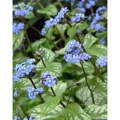 Brunnera macrophylla 'Jack Frost' – Kaukázusi nefelejcs