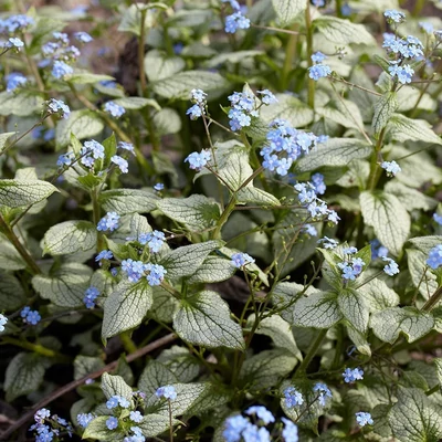 Brunnera macrophylla 'Silver Heart' – Kaukázusi nefelejcs