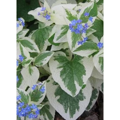 Brunnera macrophylla 'Variegata' - Kaukázusi nefelejcs