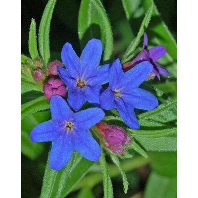 Buglossoides purpurocaerulea – Erdei gyöngyköles