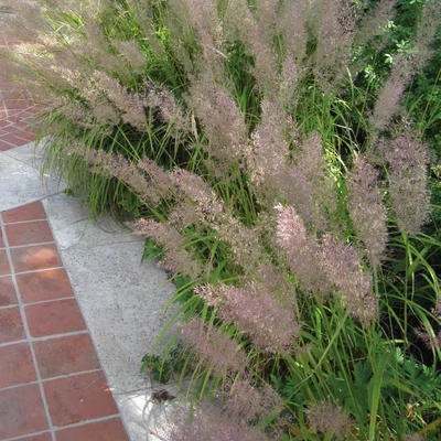 Calamagrostis brachytricha - Koreai nádtippan