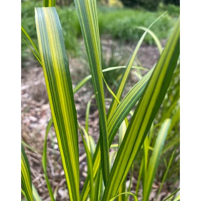 Calamagrostis x acutiflora 'England' – Nádtippan