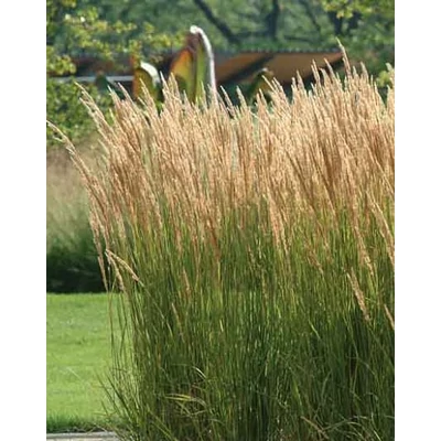 Calamagrostis x acutiflora - Nádtippan