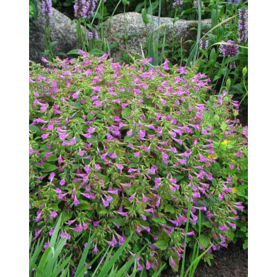 Calamintha grandiflora 'Elfin Purple' – Nagyvirágú pereszlény