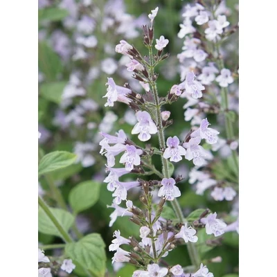 Calamintha nepeta 'Blue Cloud Strain' - Mirigyes pereszlény