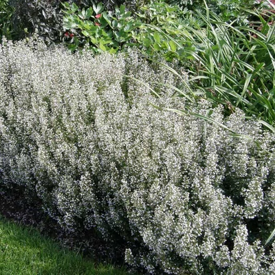 Calamintha nepeta ssp. nepeta – Mirigyes pereszlény