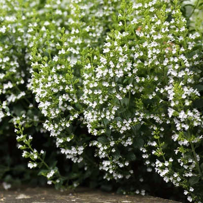 Calamintha nepeta 'Triumphator' – Mirigyes pereszlény